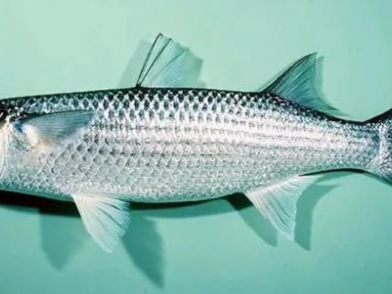 Основной средой обитания пеленгаса является Японское море, а также Черное море Пеленгас