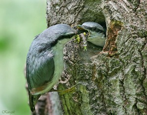 Что это за птица поползень обыкновенный