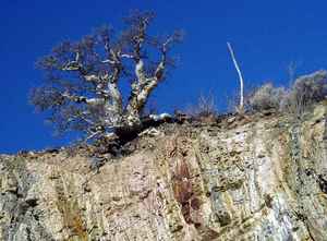 Слоновое дерево в пустыне