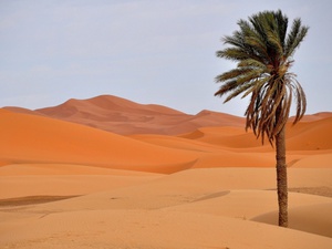 Пальма в пустыне