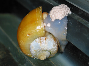 Как размножаются улитки