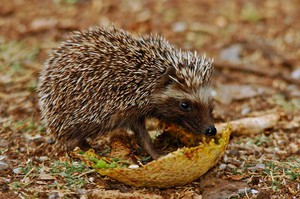 Чем питаются ежики в природе и дома: рацион и кормление
