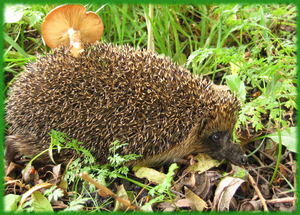 Ежи- содержание икормление 