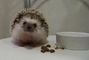 Содержание ежей- питание и уход