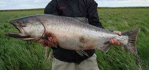 Где водится чавыча и почему её так ценят гурманы