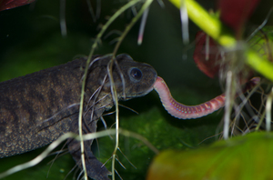 Что кушает тритон 