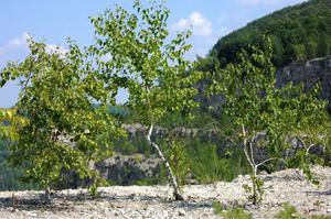 Перечень и описание растений, трав и кустарников тундры