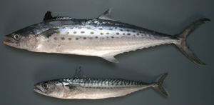 Макрель и скумбрия: различия, ареал обитания и особенности