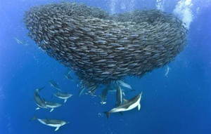 Макрель - размеры, места обитания, другие особенности