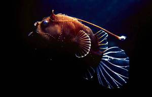 Рыба-фонарь: описание, особенности и образ жизни морского чёрта