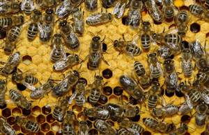 Украинские степные пчелы