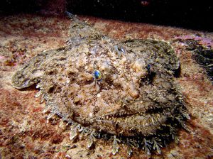 Европейский удильщик затаился