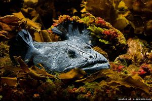 Морской чёрт спрятался в водорослях