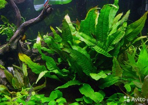 Аквариумные папоротники