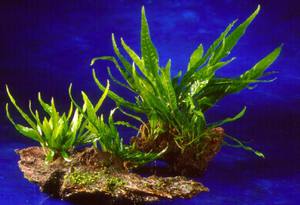 Таиландский папоротник для аквариума: уход и оформление