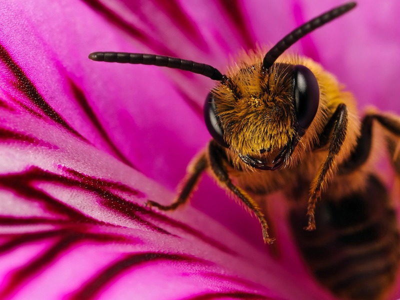Пчела на распустившемся розовом цветке Пчела на розовом цветке