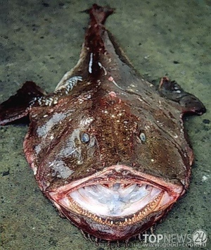 Европейский удильщик охотится