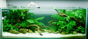 Уход за папоротником в аквариуме