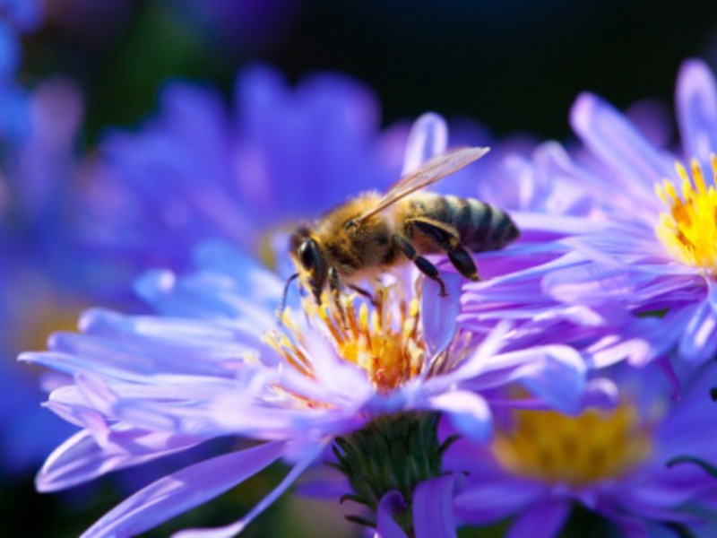 Пчела на голубом цветке Пчела на цветущем лугу