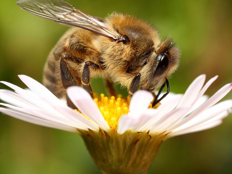 Макросъемка пчелы в работе Макросъемка пчелы
