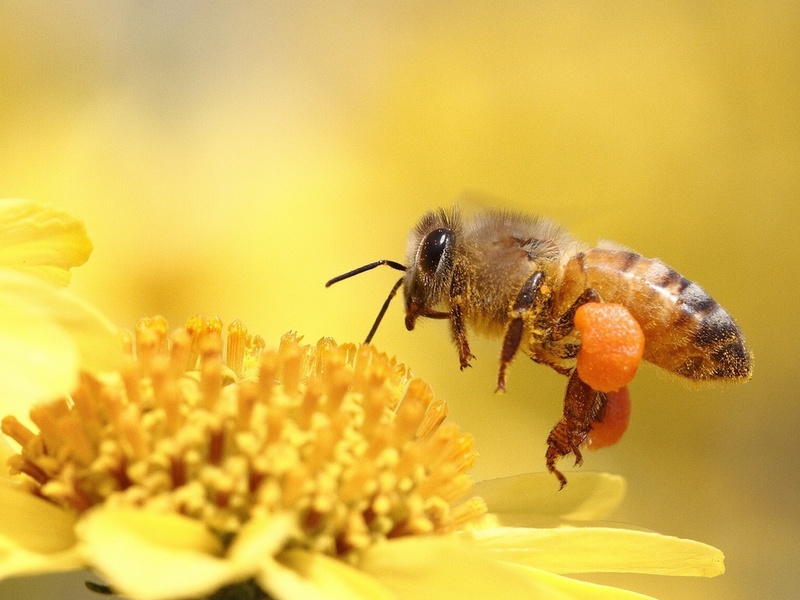 Пчела собирает медовый нектар Пчела собирает мед