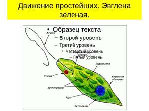 Эвглены зеленые