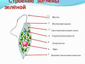 Эвглена зеленая 