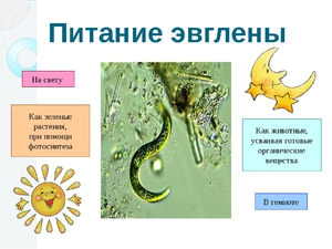 Строение эвглены зелёной