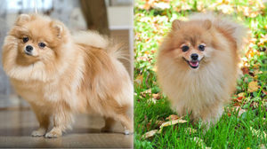 Сколько лет живут померанские шпицы: средняя продолжительность жизни