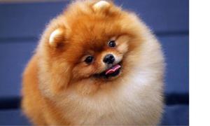 Миниатюрный красивый померанский шпиц