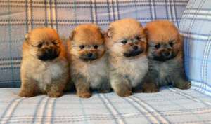 Щенки померанского шпица