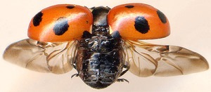 божья коровка под микроскопом