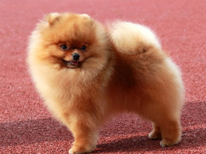 Собаки: порода померанский шпиц Популярная порода — померанский шпиц