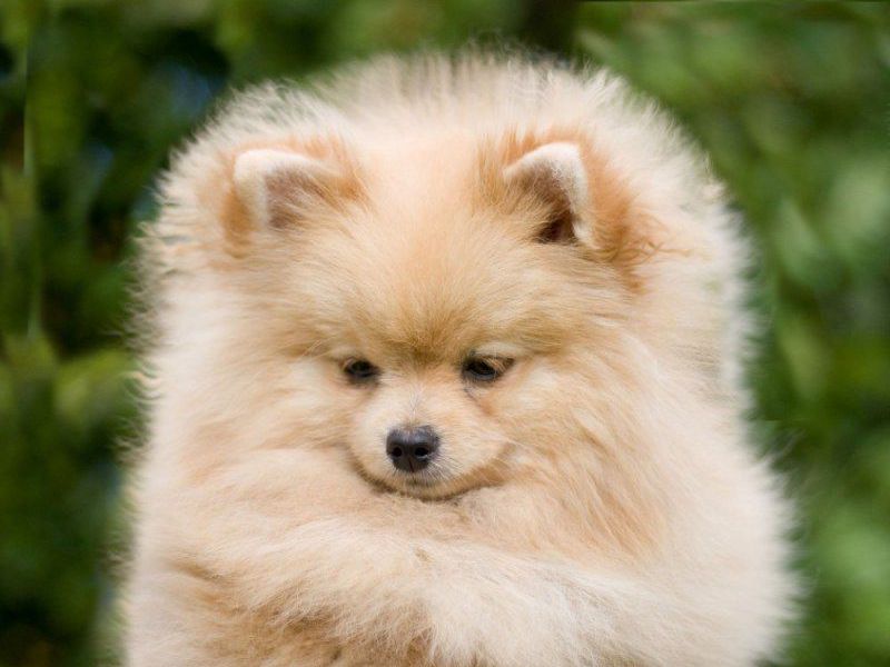 Как выглядит померанский шпиц Собаки: порода померанский шпиц