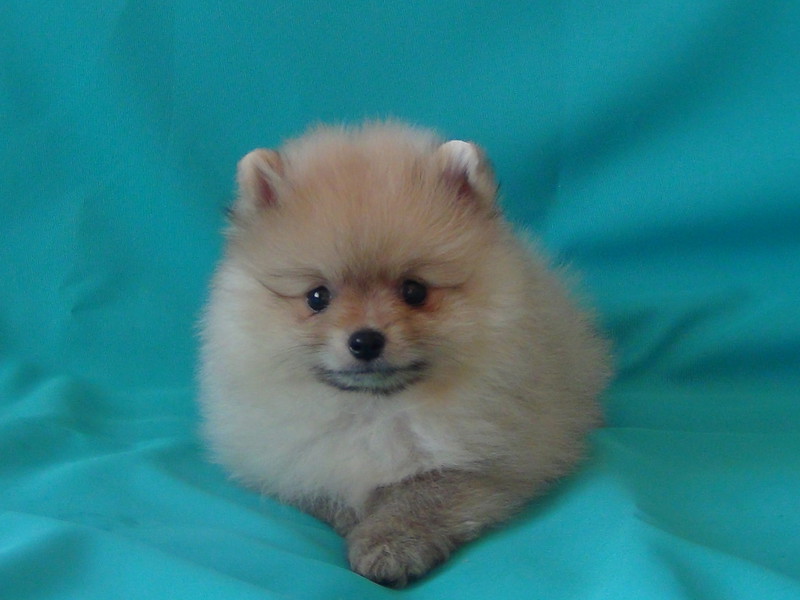 Порода собак померанские шпицы Как выглядит померанский шпиц