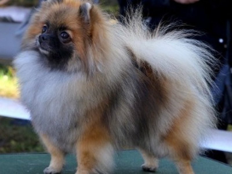 Щеночки собаки померанского шпица Миниатюрный померанский шпиц