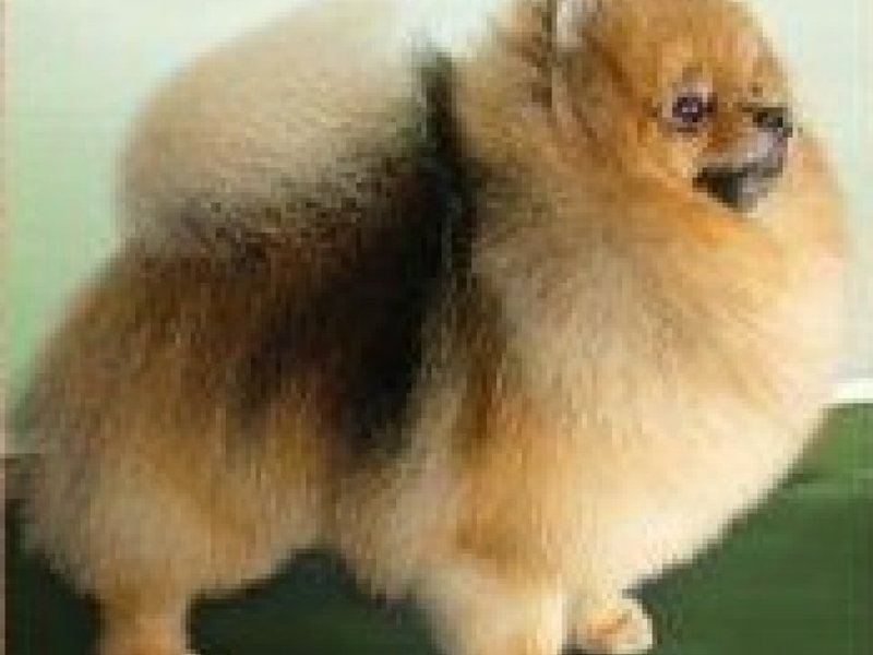 Порода померанского шпица Популярная порода — немецкий шпиц