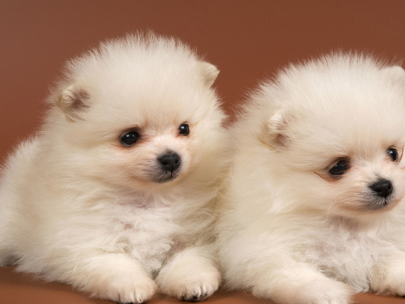 Щеночки померанского шпица Маленькие щеночки померанского шпица
