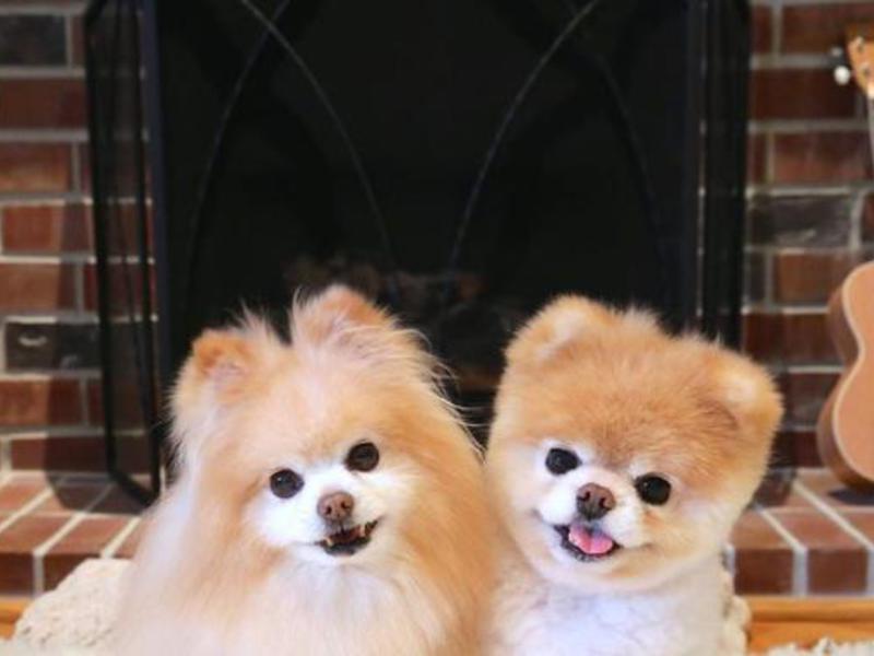 Щеночки миниатюрного померанского шпица Породистые собаки — померанский шпиц