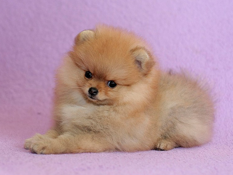 Прелесть шпиц Щеночки собаки померанского шпица