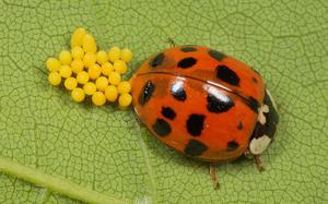 Размножение божьих коровок и их развитие