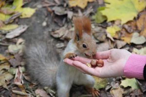 Угощенье для белки в лесу