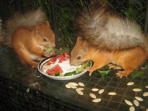 Рацион белки дома