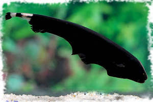 Уход за рыбой-ножом в аквариуме: советы для начинающих