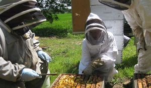 Инструменты для пасеки