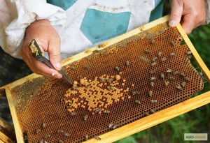 Как начать разводить пчёл дома с нуля: пошаговое руководство для новичков
