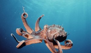 Сколько сердец и ног у осьминога: удивительные факты