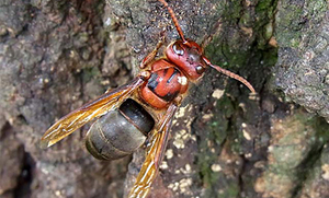 Черный шершень паразитирует, забирается в гнезда