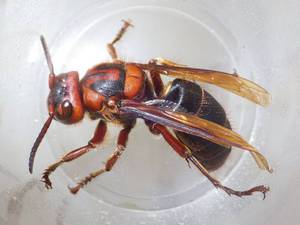 Самый большой шершень в мире