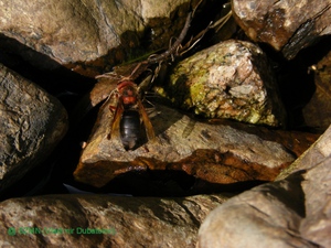 Социальный паразит, шершень Дыбовского